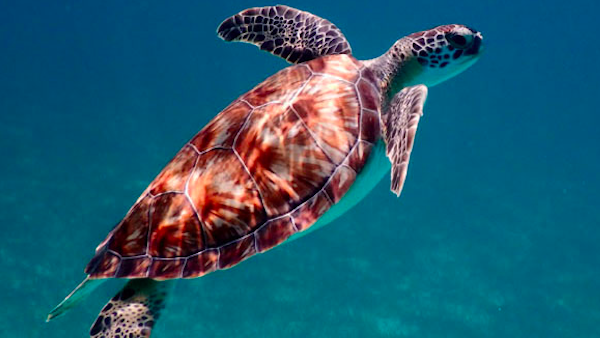 Turtle Under the Ocean